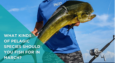 What kinds of pelagic species should you fish for in March?